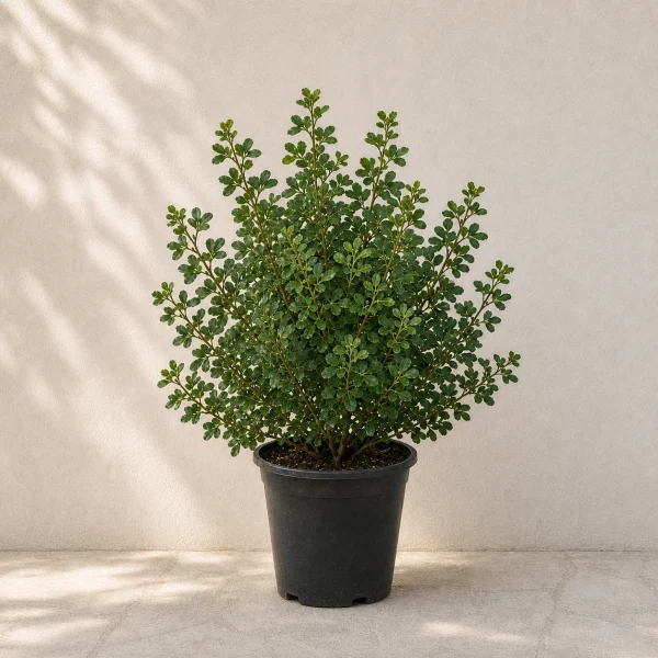 Rhus crenata