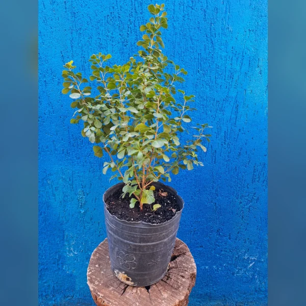 Rhus crenata 3 Litros