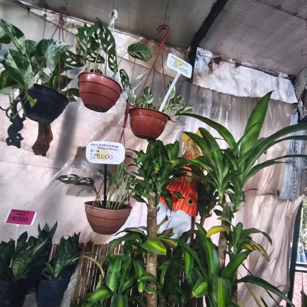 Philodendron peruano / Brasil