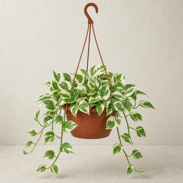 Pothus colgante