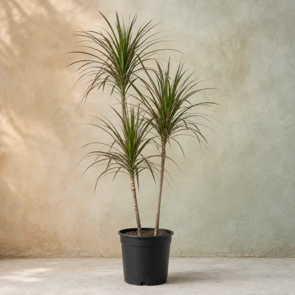 Dracena marginata