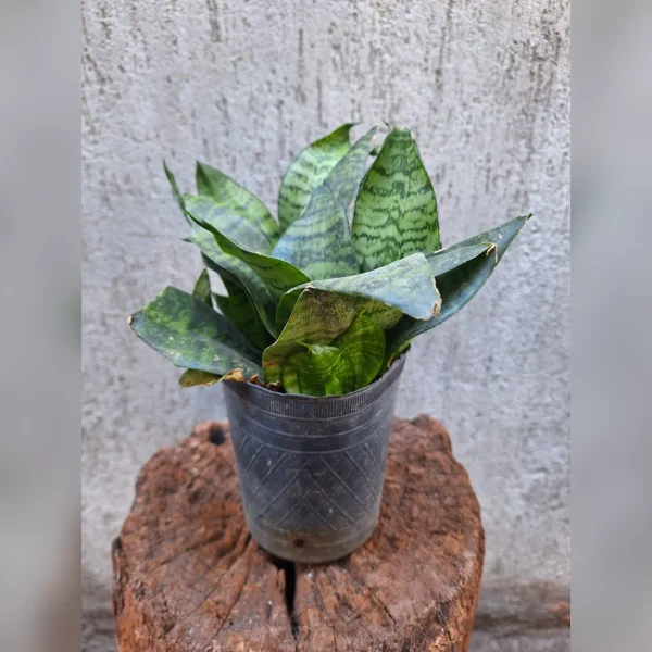 Sansevieria enana M12