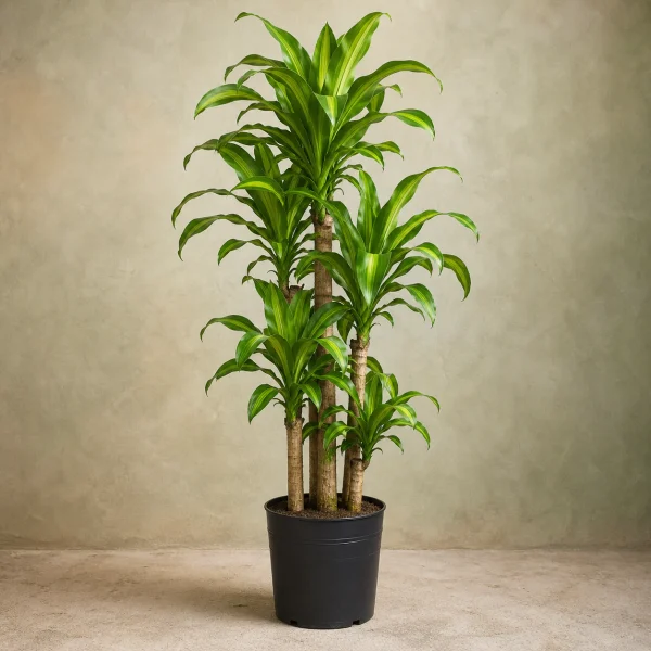 Dracena / palo de agua