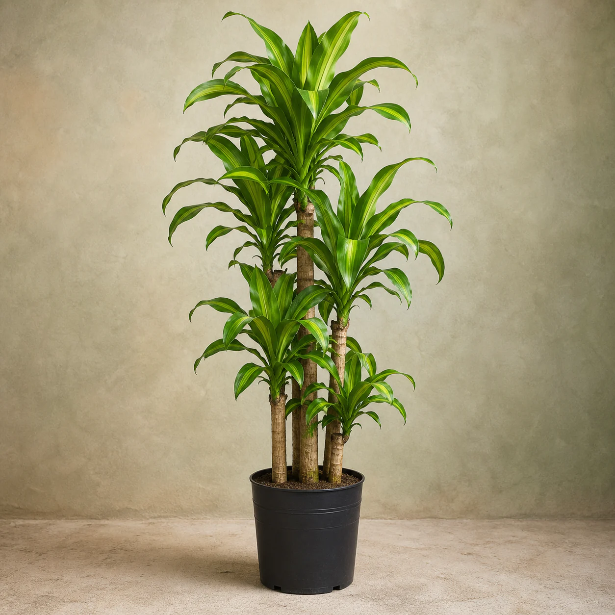 Dracaena fragrans ‘Massangeana’ de cañas múltiples en maceta de vivero