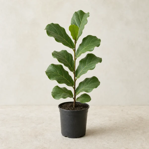 Ficus lyrata