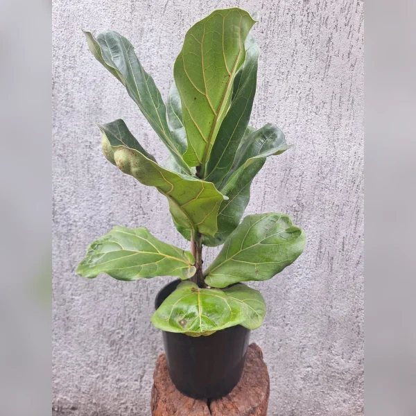Ficus pandurata (Ficus lyrata) M19 · 70 cm
