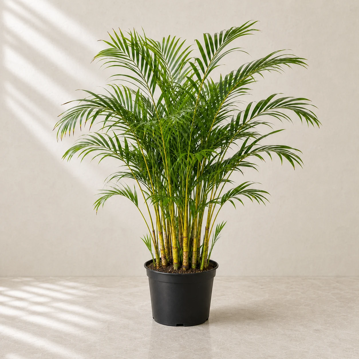 Palmera areca joven de cañas doradas en maceta de vivero