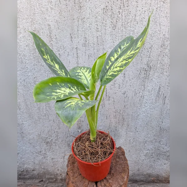 Dieffenbachia Tropic M14