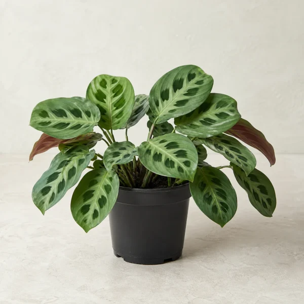Maranta
