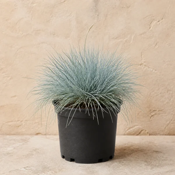 Festuca glauca / gramínea azul