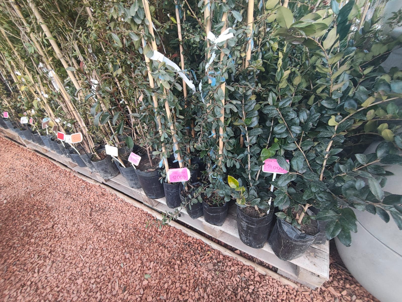 Frutales cítricos surtidos bolsa / injerto en Vivero Los Cocos