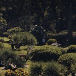 Comparación de compost orgánico y fertilizante químico en un cantero de jardín en Mendoza