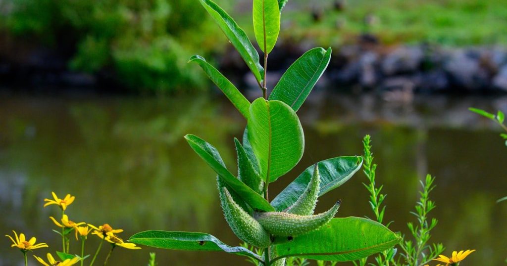 Agua con bicarbonato para plantas: funciona o es mito?