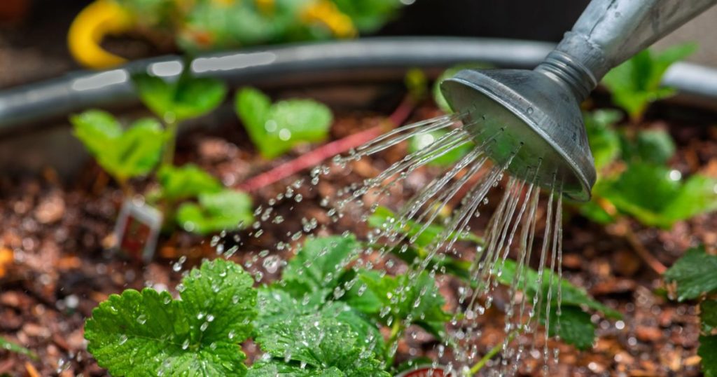 Agua de lluvia en Maipú: cómo aprovecharla en el jardín