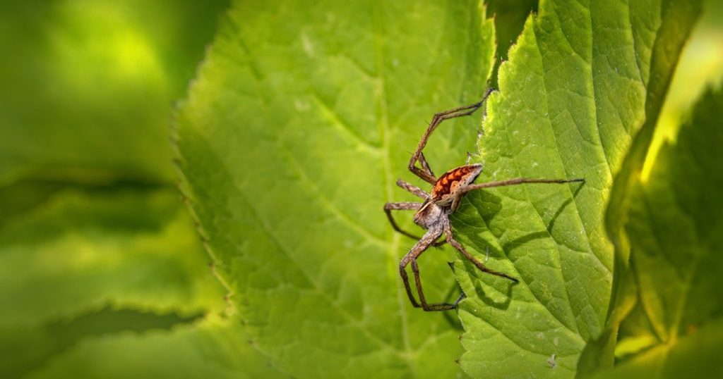 Araña roja en verano: cómo detectarla antes de que seque las hojas