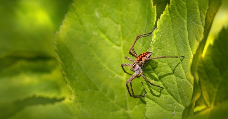 Envés de hoja con fina telaraña y puntos de araña roja sobre hoja amarillenta