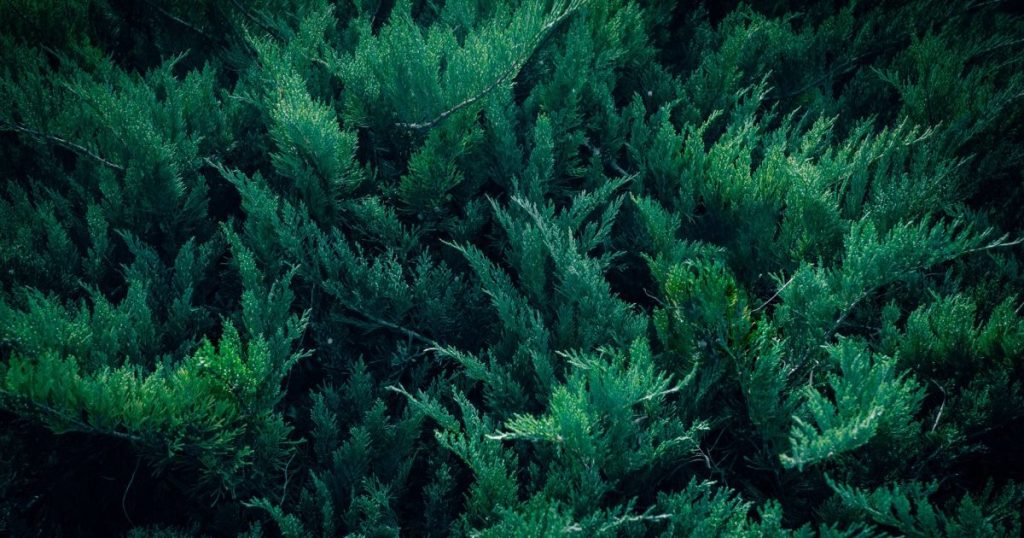 Aromáticas contra mosquitos: qué funciona y qué es mito