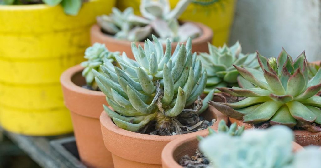 Aromáticas en maceta: las 7 que mejor se dan en Mendoza todo el año