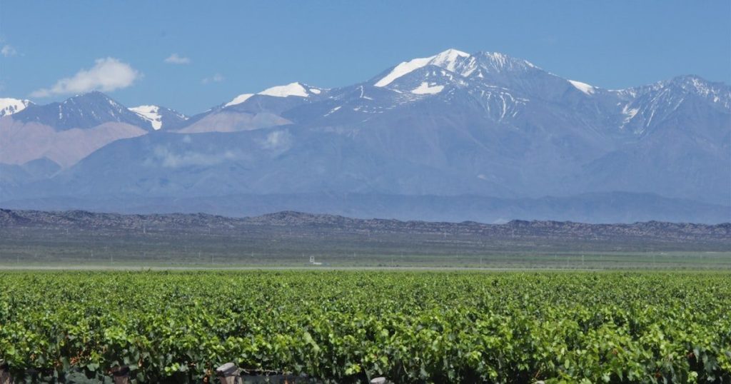 Bonsái en Mendoza: riego, sol y poda básica para empezar