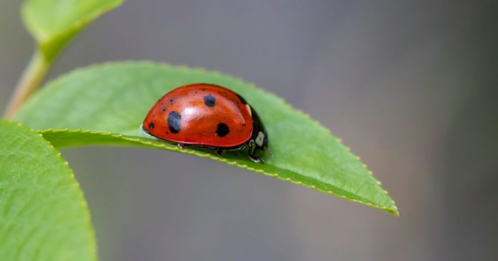 Bugs en la huerta: mariquitas, pulgones y el equilibrio