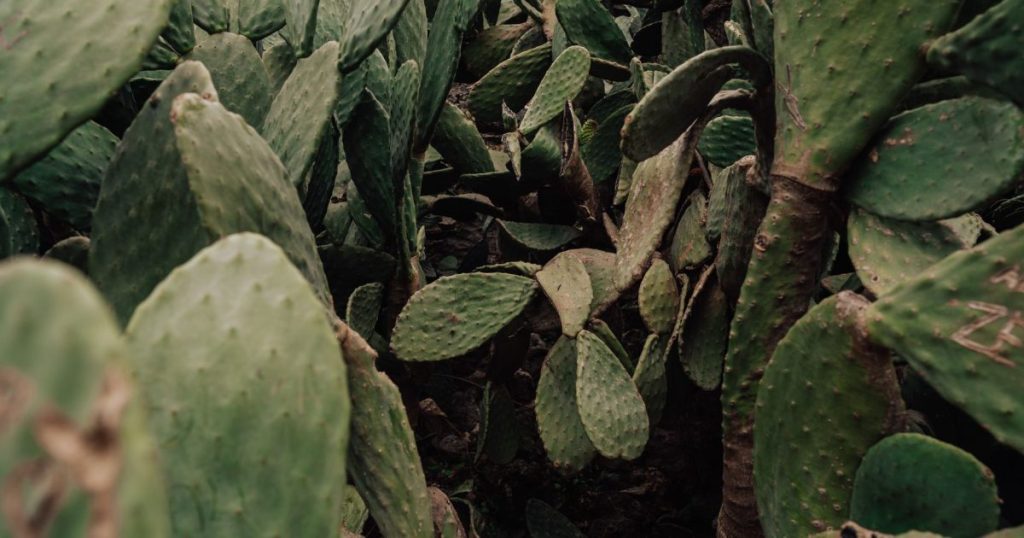 Cactus y suculentas en Mendoza: los errores que más se repiten