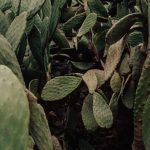 Colección de cactus y suculentas en macetas con buen drenaje sobre una mesa al aire libre