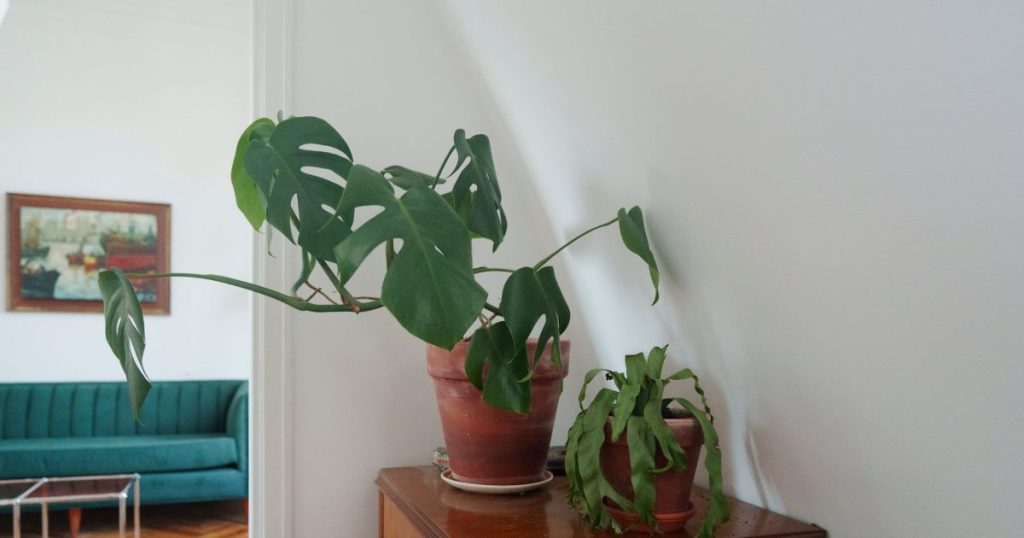 Cochinillas en plantas de interior: cómo detectarlas y limpiarlas