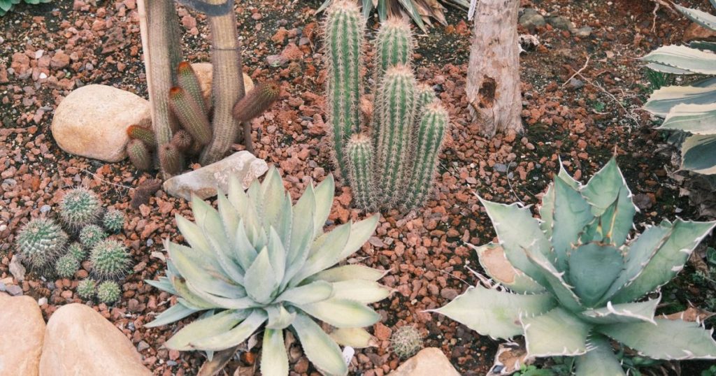 Cómo preparar un terreno nuevo antes de plantar