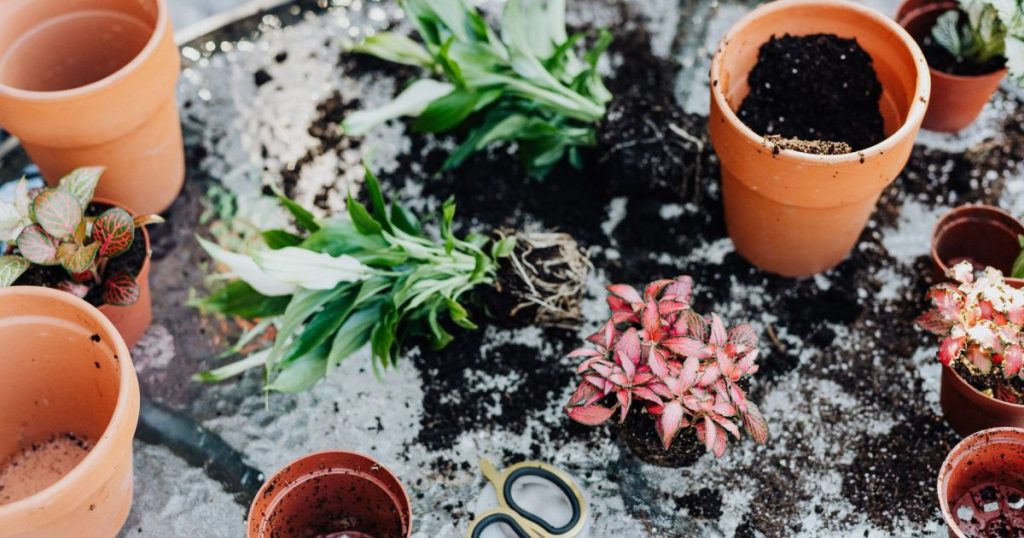 Cómo trasplantar en verano sin estresar la planta