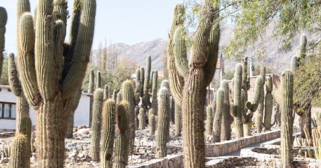 Cómo trasplantar un árbol grande sin perderlo