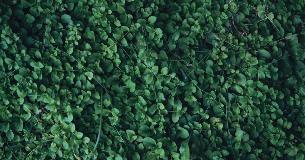 Cubresuelos: plantas que tapen sin que se conviertan en problema