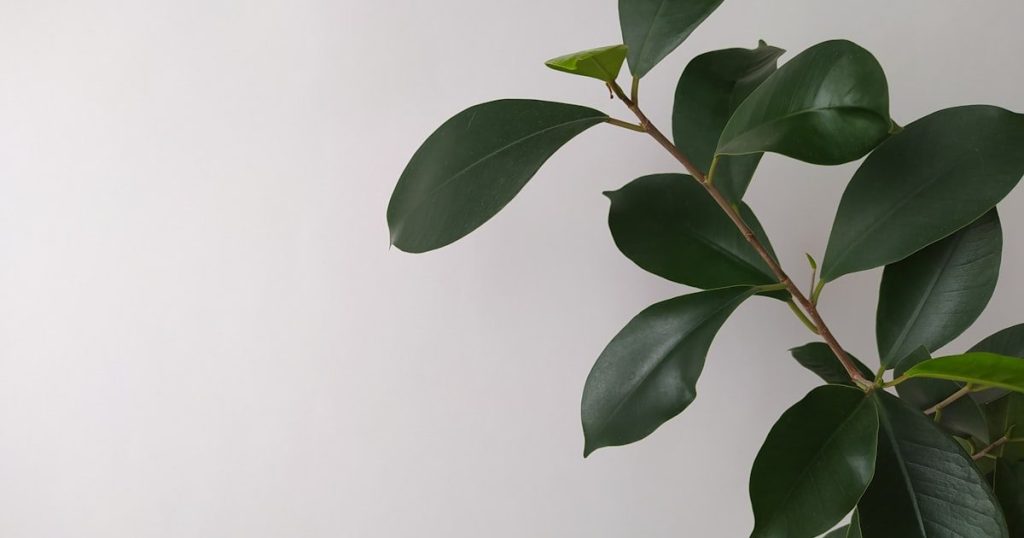 Ficus en interior: variedades y cuidados para dentro de casa