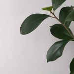 Ficus lyrata en una maceta grande cerca de una ventana luminosa dentro de una casa