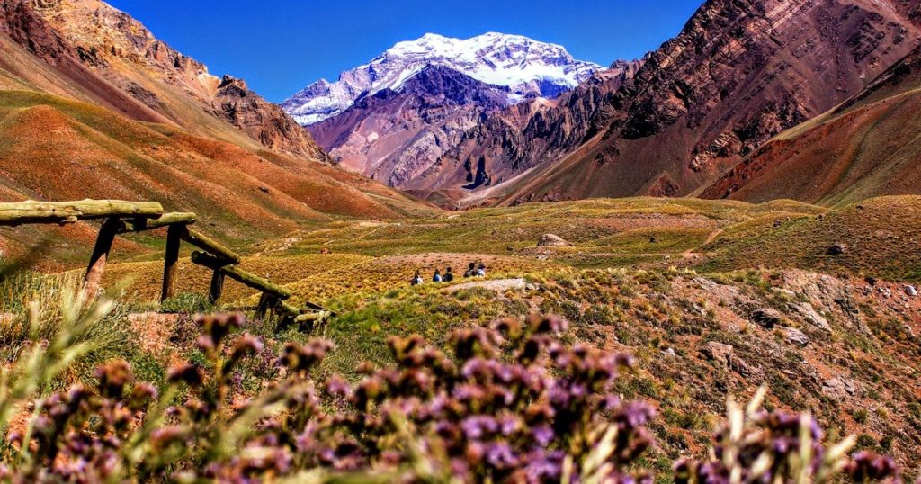 Griselina y duranta: arbustos que no fallan en Mendoza