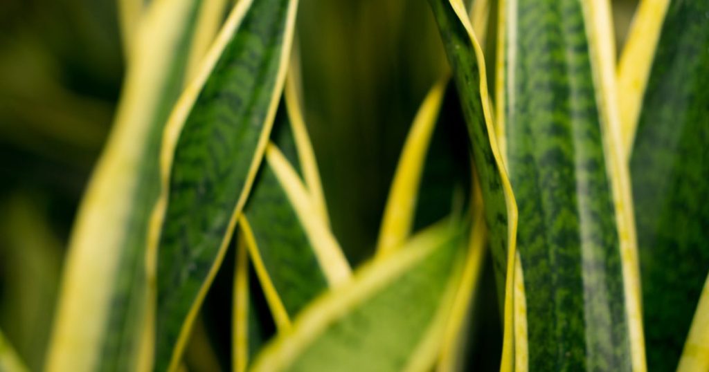 Hojas amarillas en plantas de interior: las causas más frecuentes