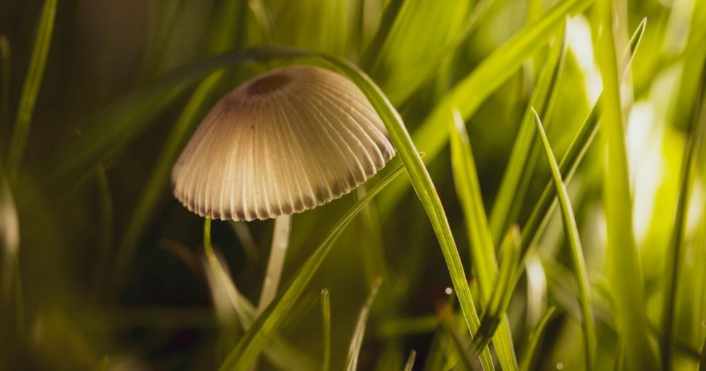 Hongos en el césped de verano: cuáles aparecen y cómo actuar