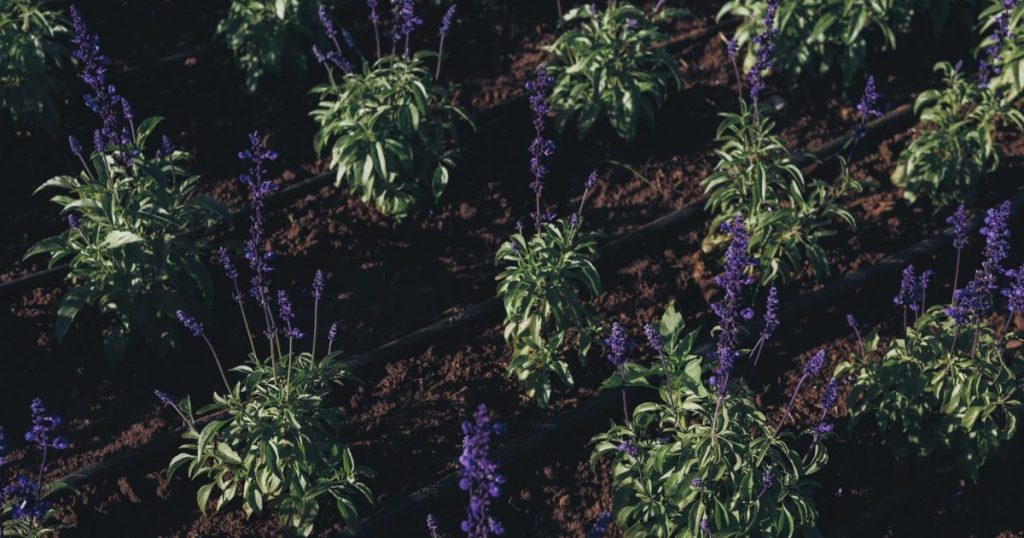 Lavanda en Mendoza: por qué a veces no florece