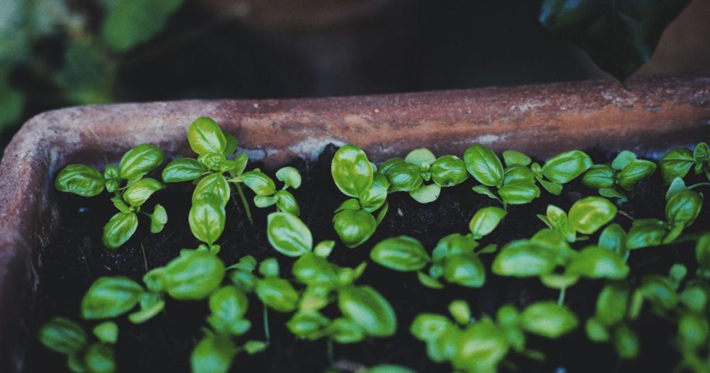Limón en maceta: cómo cuidarlo y cuándo esperar frutos