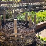 Lombrices rojas en una pila de compost casero en un jardín de Mendoza