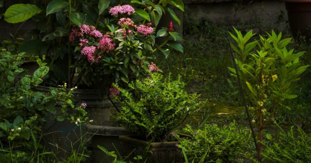 Luz artificial para plantas: cuándo sirve y qué tipo usar