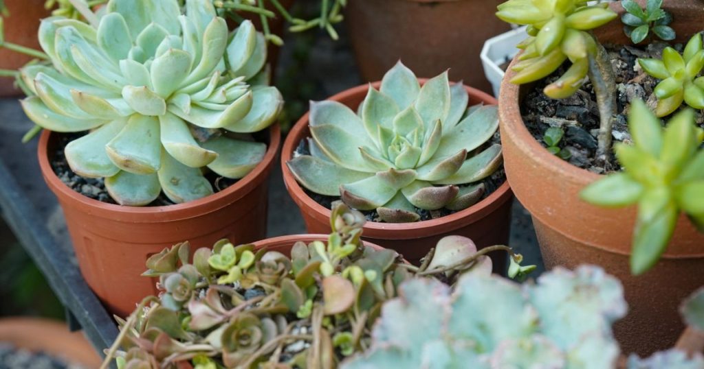 Macetas colgantes: qué plantar y cómo mantenerlas sin que se sequen