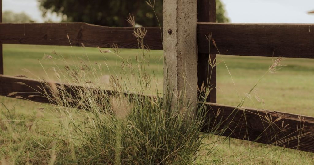 Maipú rural: jardinería con terreno y desafíos reales