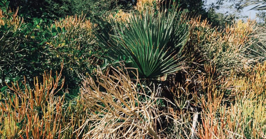 Malezas en el jardín: cómo controlarlas sin herbicida