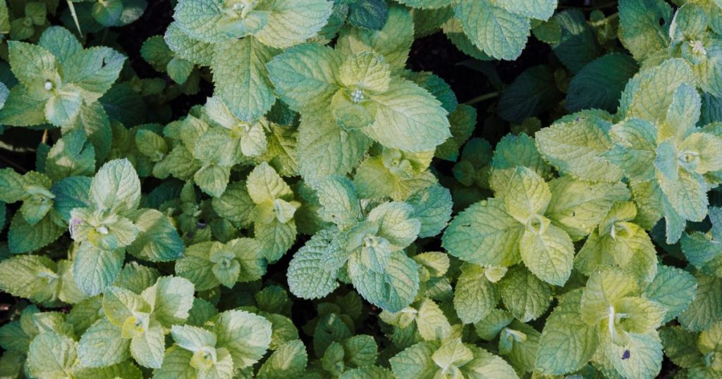 Menta y hierbas que invaden: cómo controlarlas sin perderlas