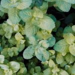 Menta expandiéndose por rizomas en un cantero de jardín en Mendoza