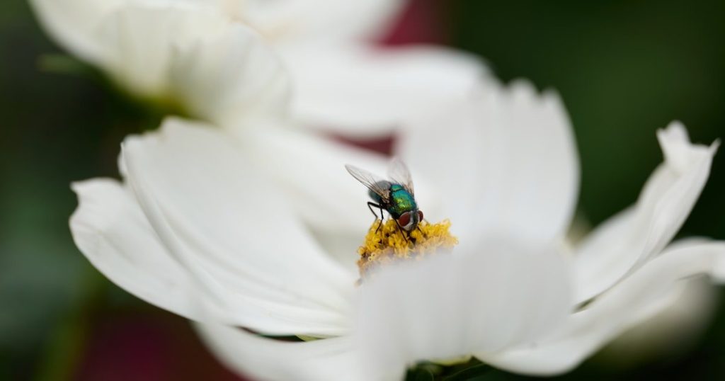 Moscas blancas en el jardín: cómo controlarlas sin que se expandan