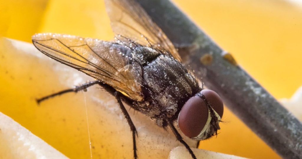 Moscas de la fruta: cómo reducir su presencia en el jardín