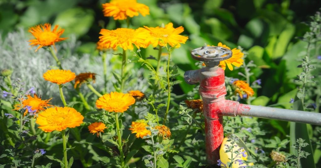 Agua del grifo para regar: cloro, sal y qué pasa con las plantas