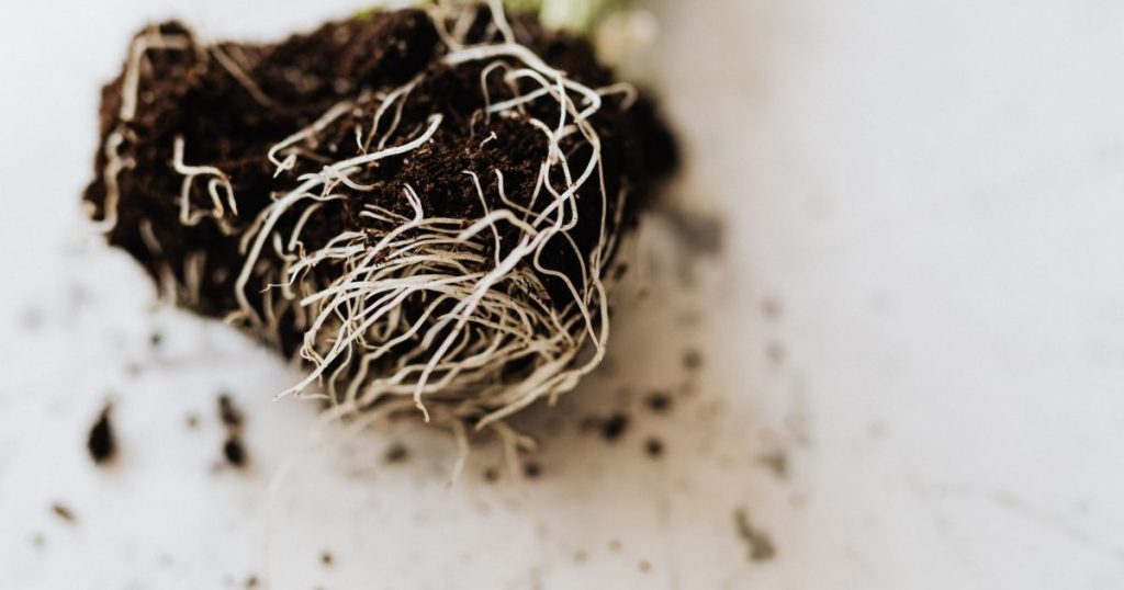 Nematodos en el jardín: gusanos microscópicos que atacan raíces