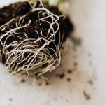 Raíces de tomate con nudosidades causadas por nematodos en una huerta de Mendoza